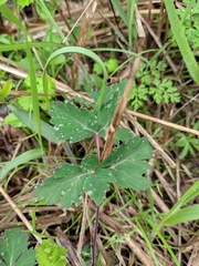 Peucedanum praeruptorum