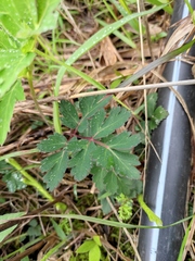 Peucedanum praeruptorum