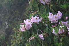 Rhododendron fortunei