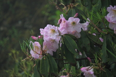 Rhododendron fortunei