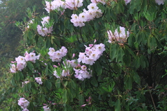 Rhododendron fortunei