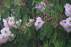 Rhododendron fortunei
