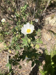 Cistus salviifolius