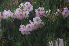 Rhododendron fortunei