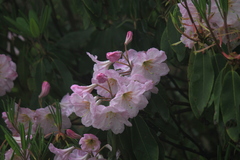 Rhododendron fortunei