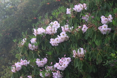 Rhododendron fortunei