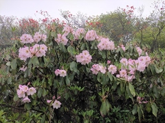 Rhododendron fortunei