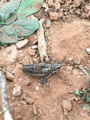 Monistria pustulifera