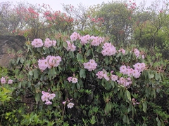 Rhododendron fortunei