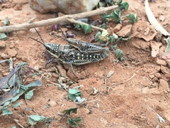 Monistria pustulifera