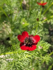 Adonis annua