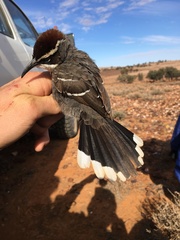 Pomatostomus ruficeps