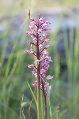Orchis militaris