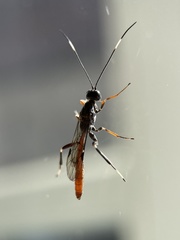 Xorides sepulchralis