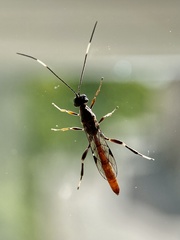 Xorides sepulchralis