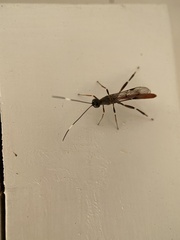 Xorides sepulchralis