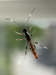 Xorides sepulchralis