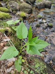 Campanula latifolia