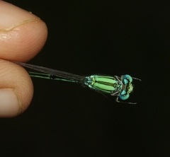 Pseudagrion decorum