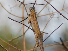 Calotes versicolor