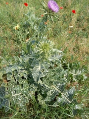 Silybum marianum