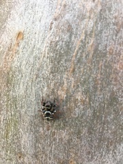 Zenodorus metallescens