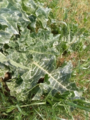 Silybum marianum