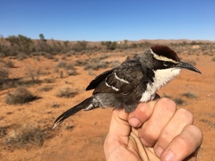 Pomatostomus ruficeps