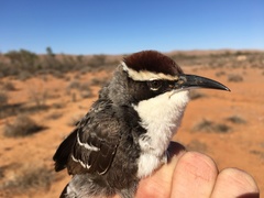 Pomatostomus ruficeps