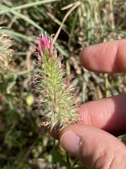 Trifolium incarnatum molinerii