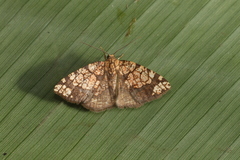 Nematocampa completa