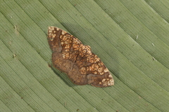 Nematocampa completa