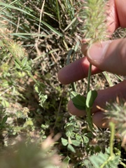 Trifolium incarnatum molinerii
