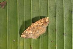 Nematocampa completa