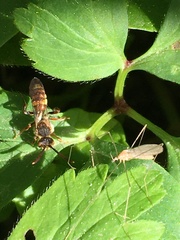 Nomada goodeniana