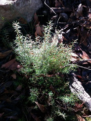 Hibbertia exutiacies