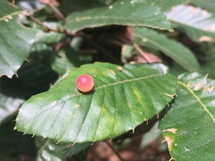 Trichagalma acutissimae