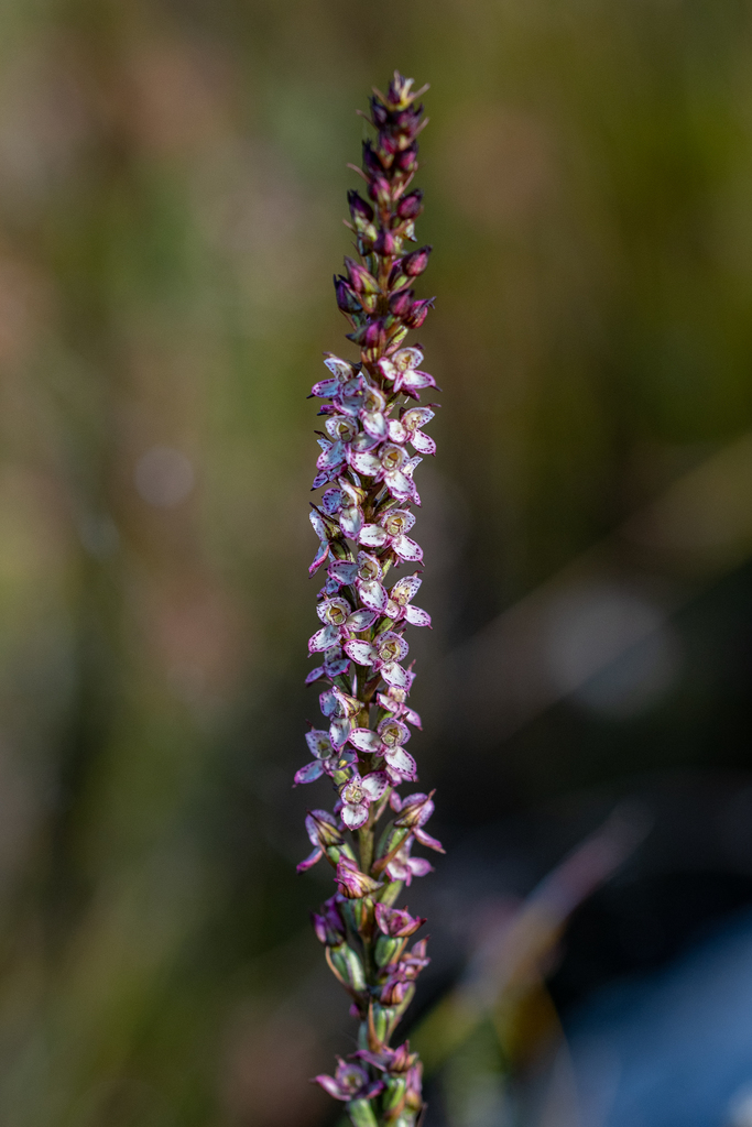 Disa tenuis