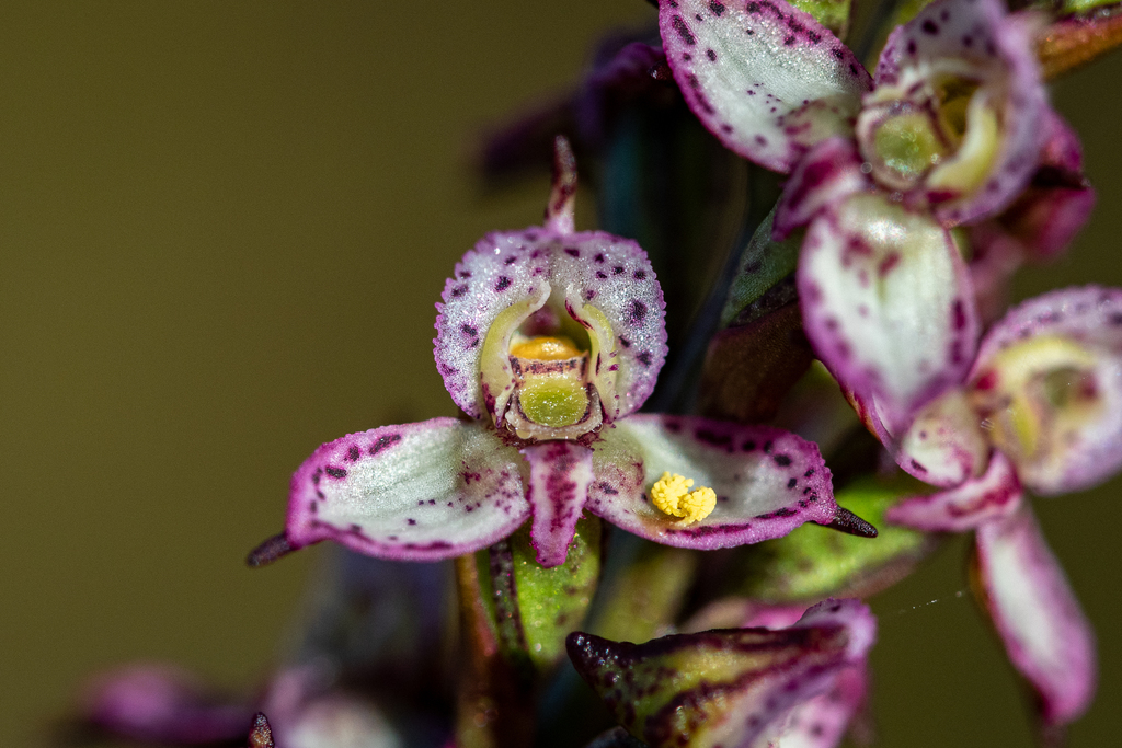 Disa tenuis