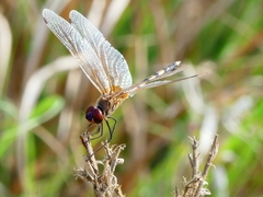 Trithemis pallidinervis