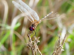 Trithemis pallidinervis