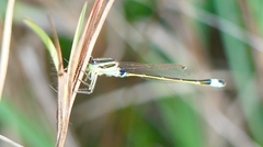 Ischnura senegalensis