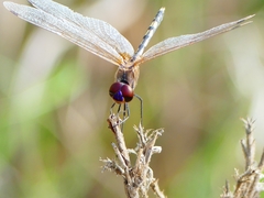Trithemis pallidinervis