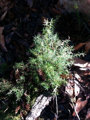 Hibbertia exutiacies