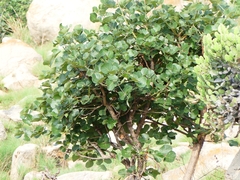 Butea monosperma