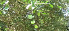 Suregada africana