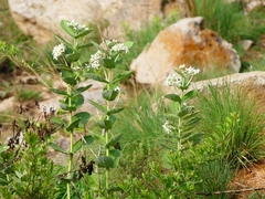 Calotropis gigantea