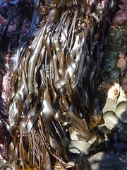 Laminaria sinclairii