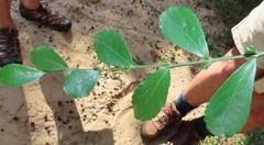 Suregada africana