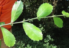 Suregada africana